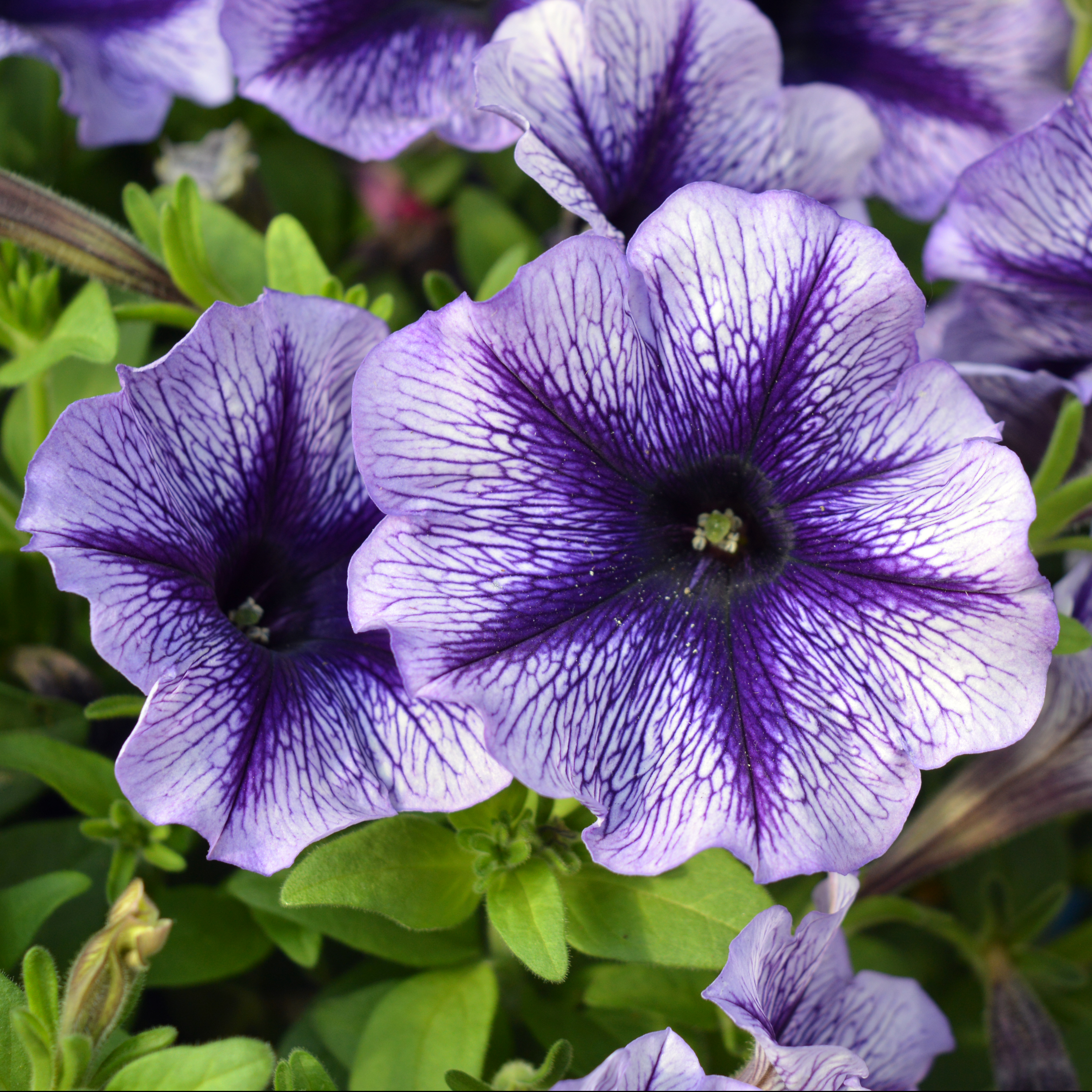 Petunia Designer Royal Lace